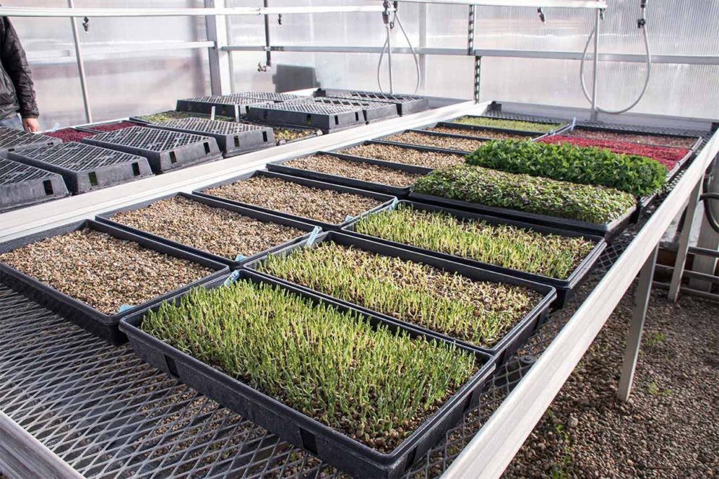 Microgreens